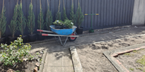 1Caul_Nth_Plntng_Bef