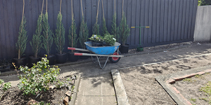 1Caul_Nth_Plntng_Bef(1)