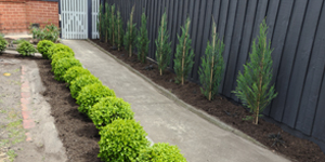 2Caul_Nth_Plntng Aft