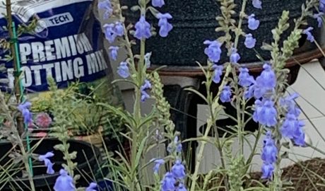 Plant Advice