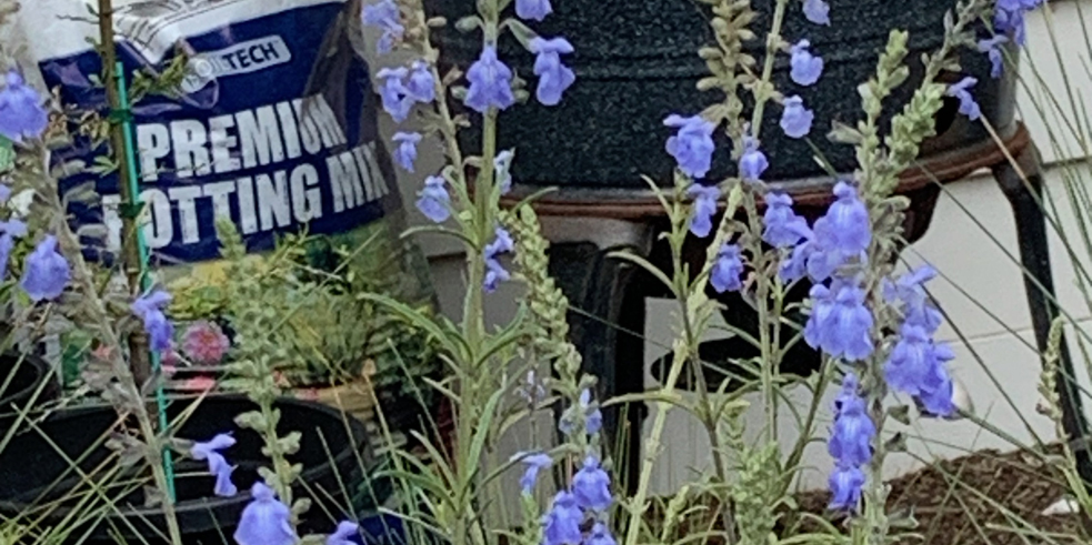 Plant Advice