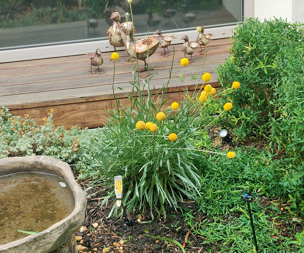 Plant_Sourcing_Scene