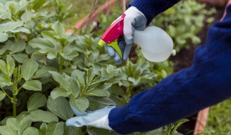 Lawn Weed Weeding Service
