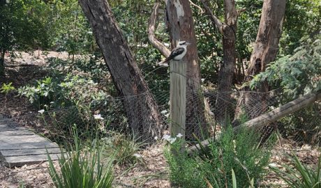 Attracting Wildlife