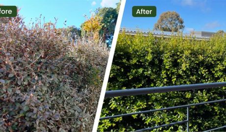 Fixing Ailing/Sick Plants Caulfield