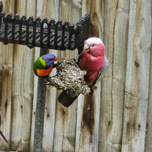 Galah_Lorikeet_300x300
