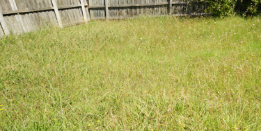 grass-pre