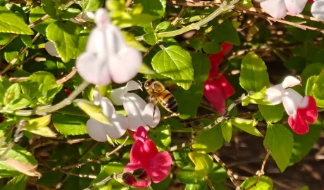 7 Winter-Flowering Plants