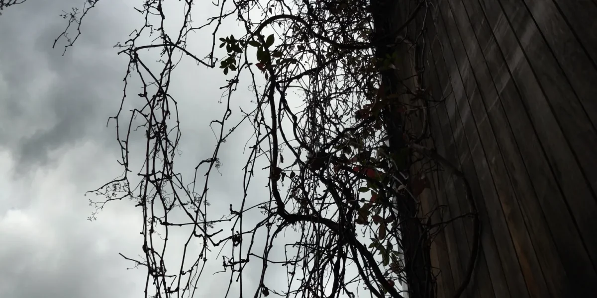 Why Your Lawn & Other Plants Struggles in Winter and How to Fix It