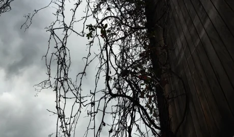 Why Your Lawn & Other Plants Struggles in Winter and How to Fix It
